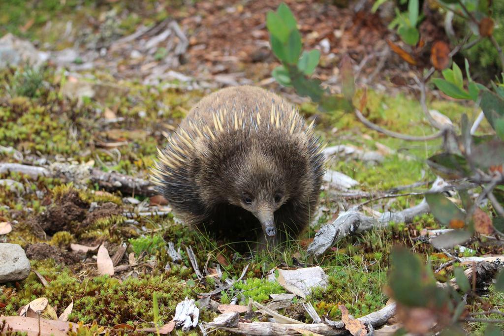 Discovery Resorts - Cradle Mountain Luaran gambar