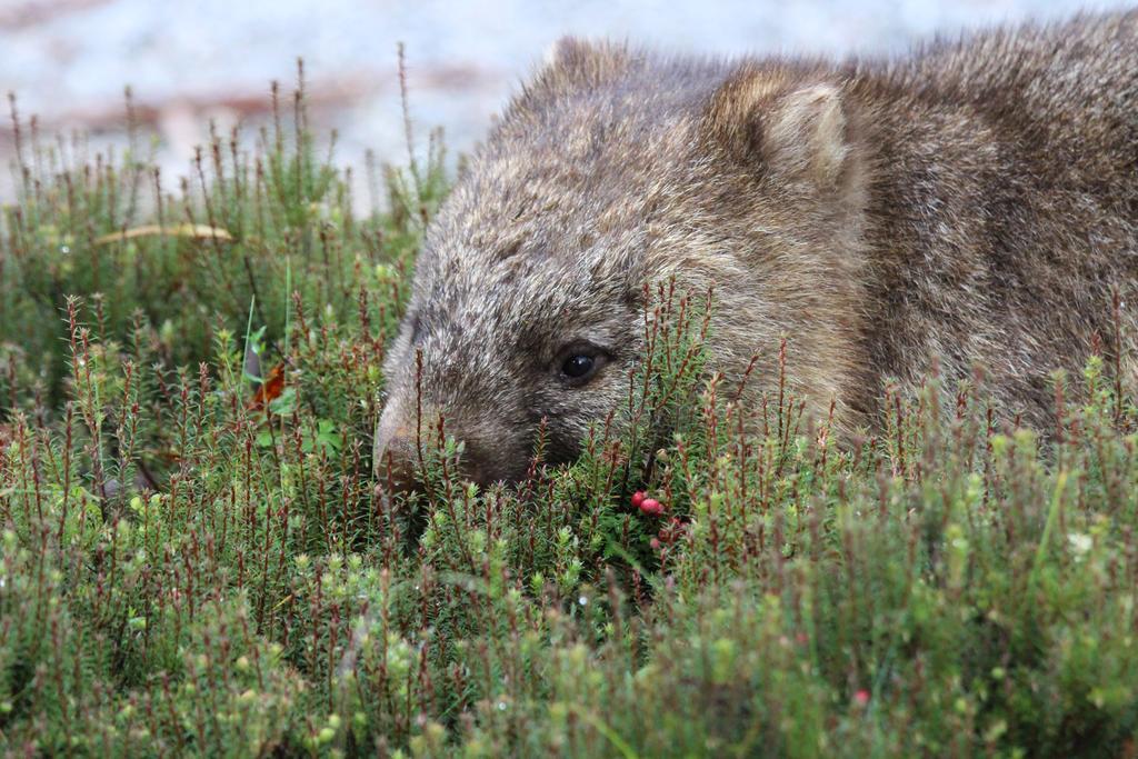 Discovery Resorts - Cradle Mountain Luaran gambar